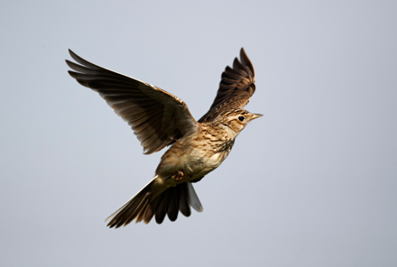 Skylark-Flying-June-17-Blog Skylark-Flying-June-17-Blog